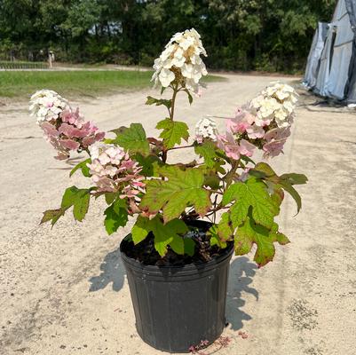 Hydrangea quercifolia Ruby Slippers