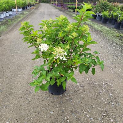 Hydrangea paniculata Phantom