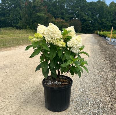 Hydrangea paniculata Sweet Starlight™