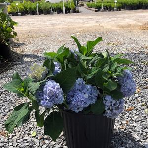 Hydrangea macrophylla Nikko Blue