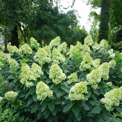 Hydrangea paniculata Limelight Prime®