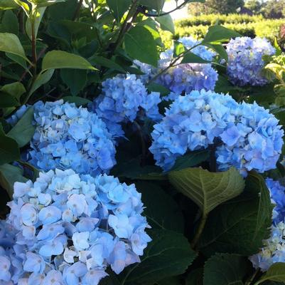 Hydrangea macrophylla Endless Summer® 