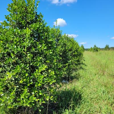 Ilex opaca Greenleaf