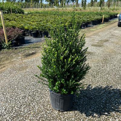 Ilex crenata Steeds