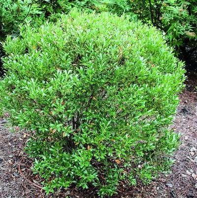 Ilex glabra Shamrock