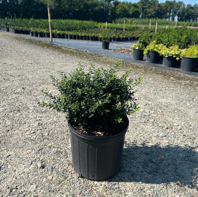 Ilex crenata Soft Touch