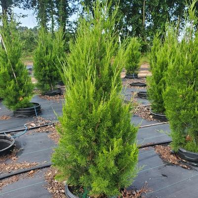 Juniperus virginiana Brodie