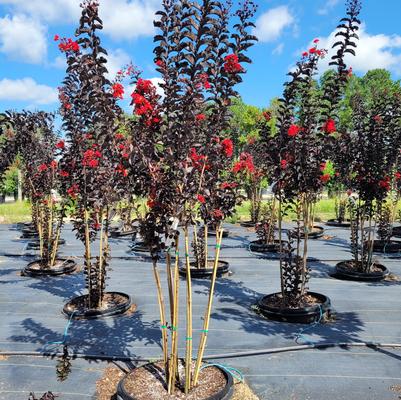 Lagerstroemia Thunderstruck™ Rumblin' Red™