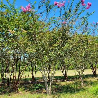 Lagerstroemia Lipan