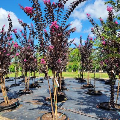 Lagerstroemia Thunderstruck™ Lavender Skies