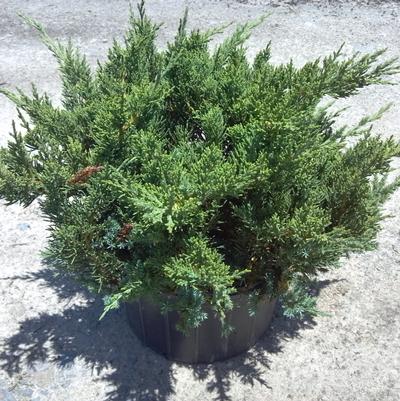 Juniperus chinensis Parsonii