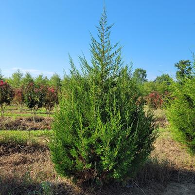 Juniperus virginiana 