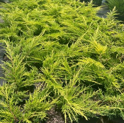 Juniperus chinensis Gold Lace