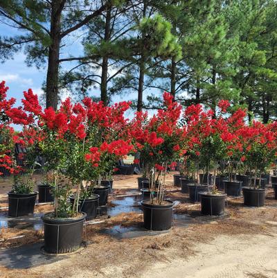 Lagerstroemia indica Miss Frances