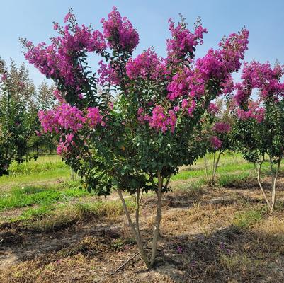 Lagerstroemia Twilight