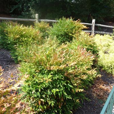 Nandina domestica Gulf Stream