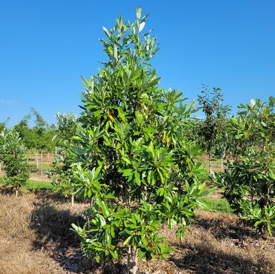 Magnolia virginiana 