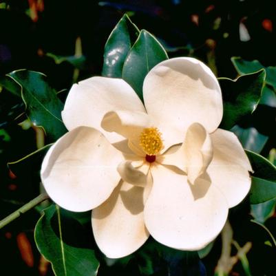 Magnolia grandiflora Little Gem