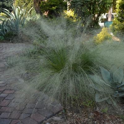 Muhlenbergia capillaris White Cloud