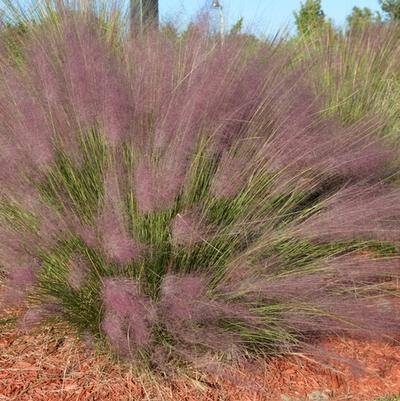 Muhlenbergia capillaris 