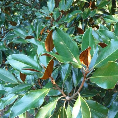 Magnolia grandiflora Kay Parris