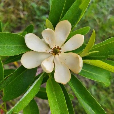 Magnolia virginiana 