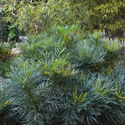 Mahonia eurybracteata Soft Caress