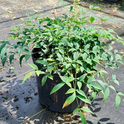 Nandina domestica Harbour Dwarf