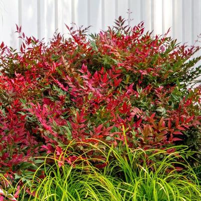 Nandina domestica Obsession™