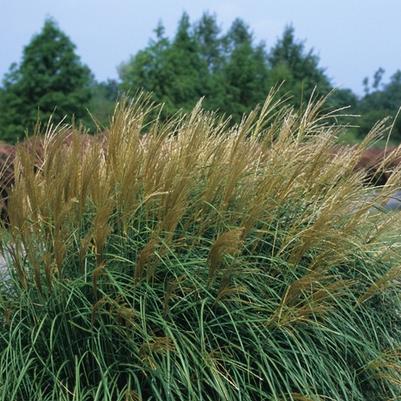 Miscanthus sinensis Adagio