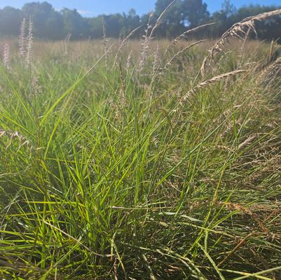 Miscanthus sinensis Little Kitten