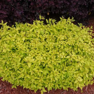 Spiraea japonica Goldmound