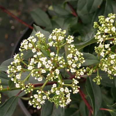 Viburnum Moonlit Lace®