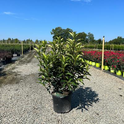 Viburnum odoratissimum var. awabuki 