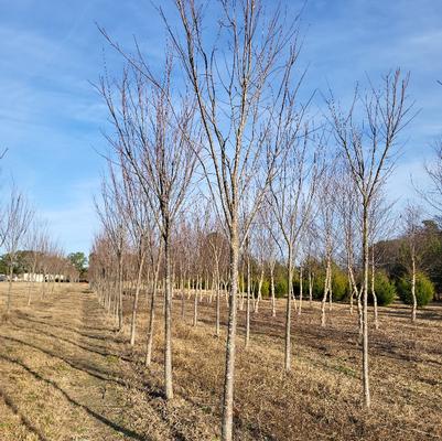 Ulmus americana Princeton