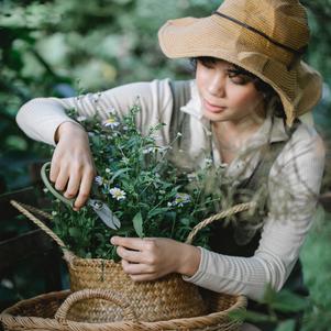 Plants from Cuttings