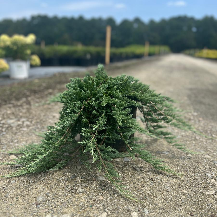 Juniperus horizontalis 'Wiltonii' - Blue Rug Juniper from Jericho Farms