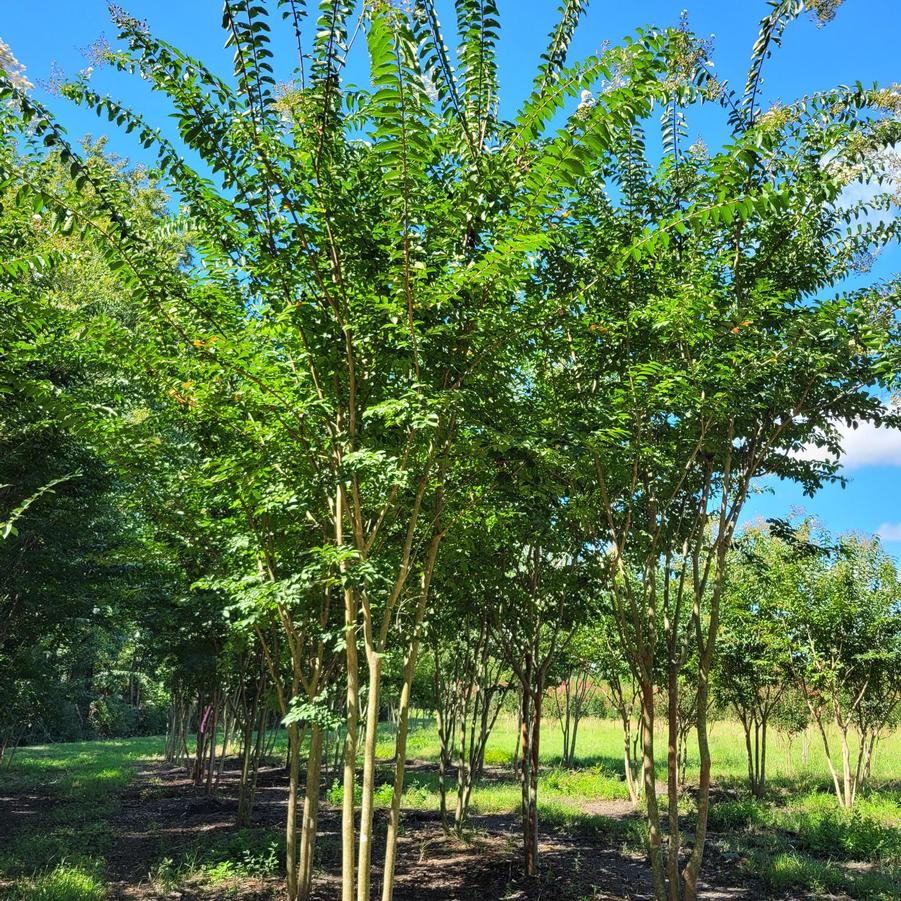 Lagerstroemia indica 'Sarah's Favorite' - Crape Myrtle from Jericho Farms
