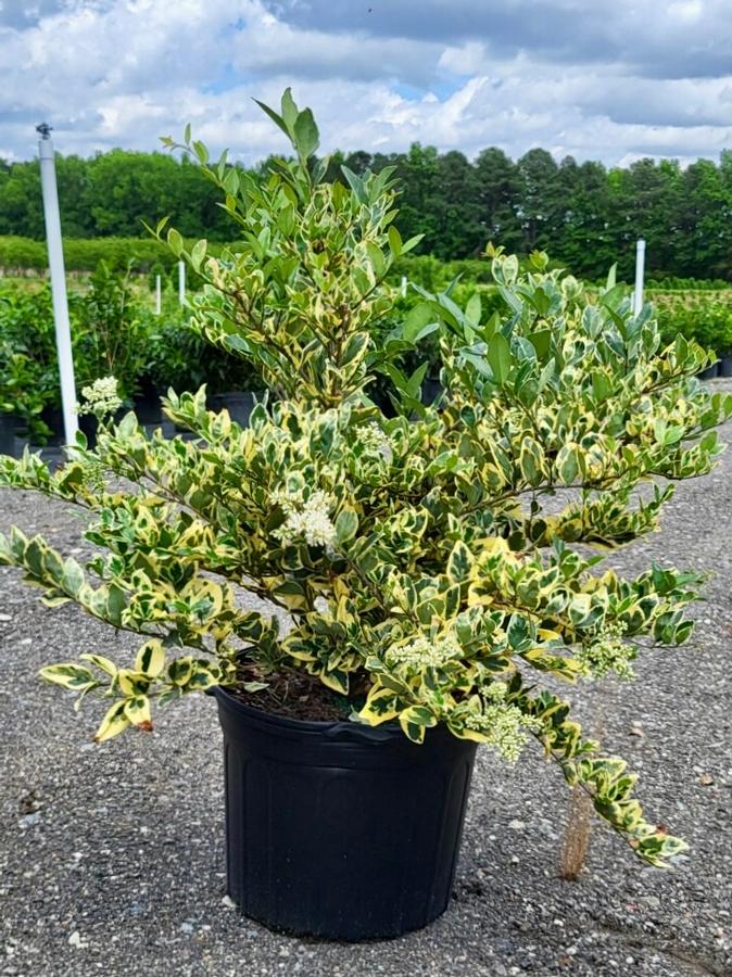 Ligustrum japonicum 'Jack Frost' - Privet from Jericho Farms