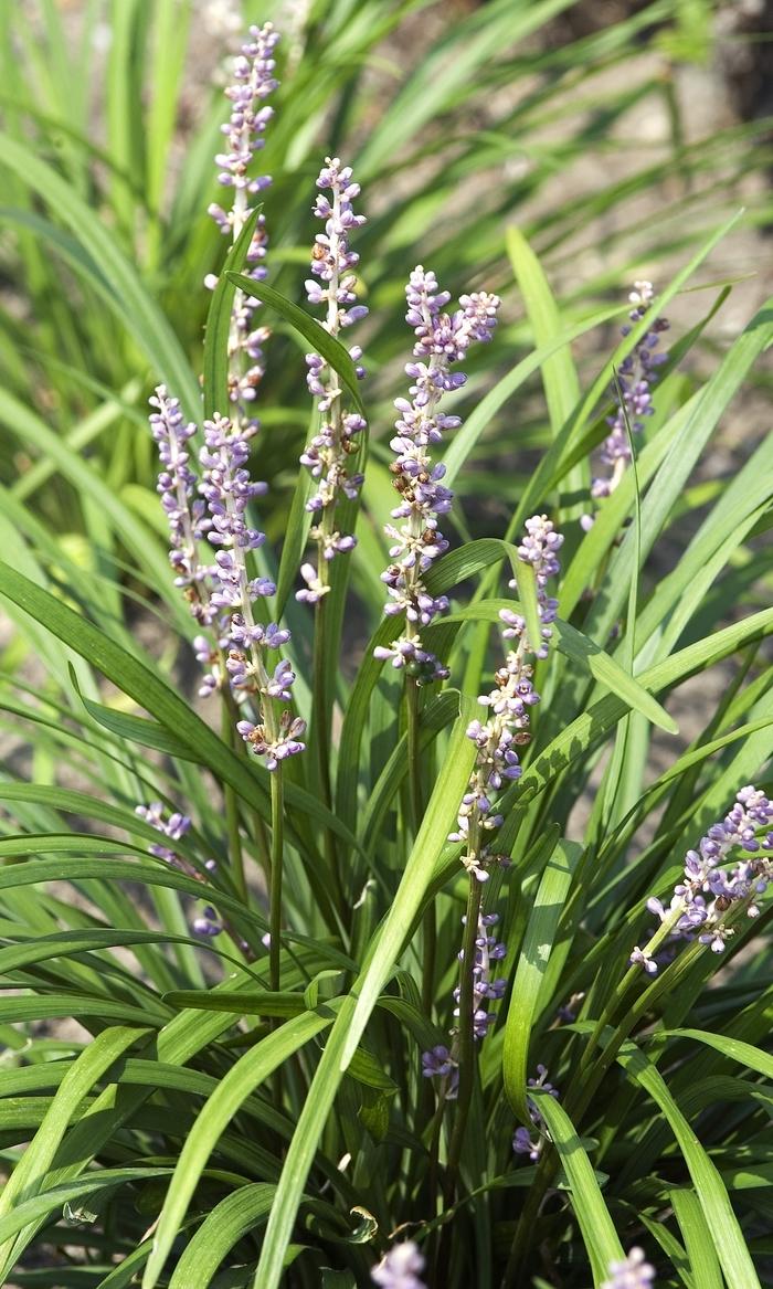 Liriope muscari Big Blue