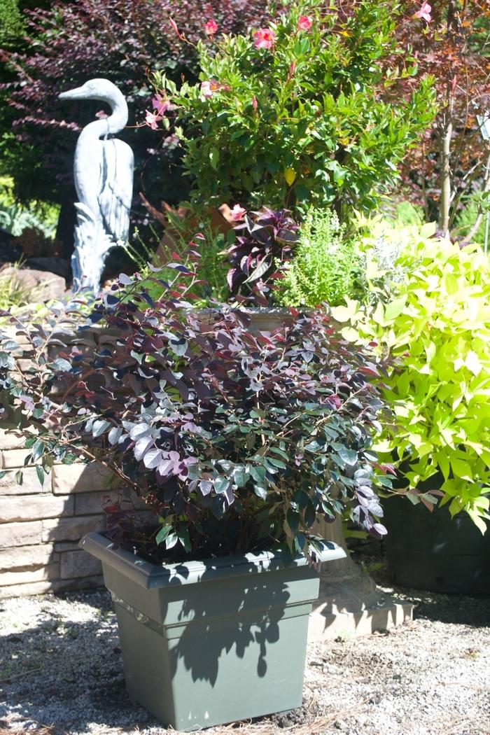 Loropetalum chinense Dark Fire