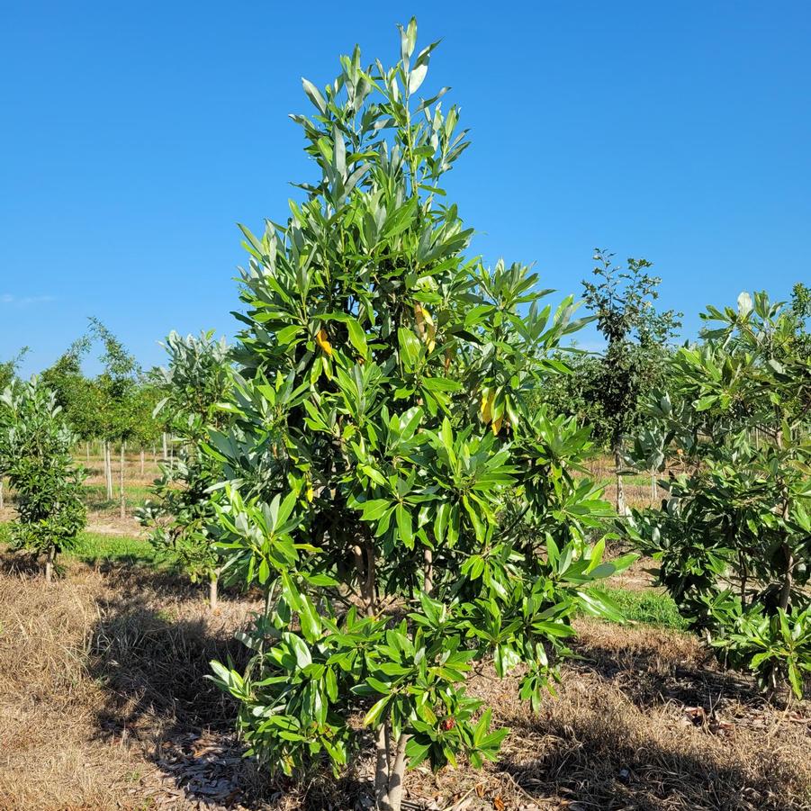 Magnolia virginiana - Sweetbay Magnolia from Jericho Farms