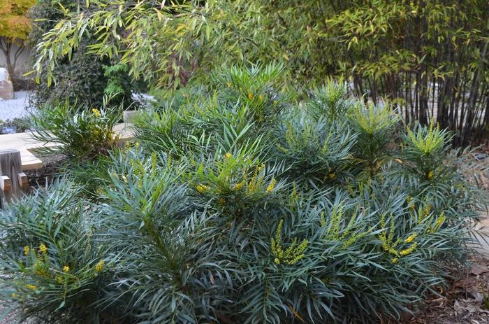 Mahonia eurybracteata Soft Caress