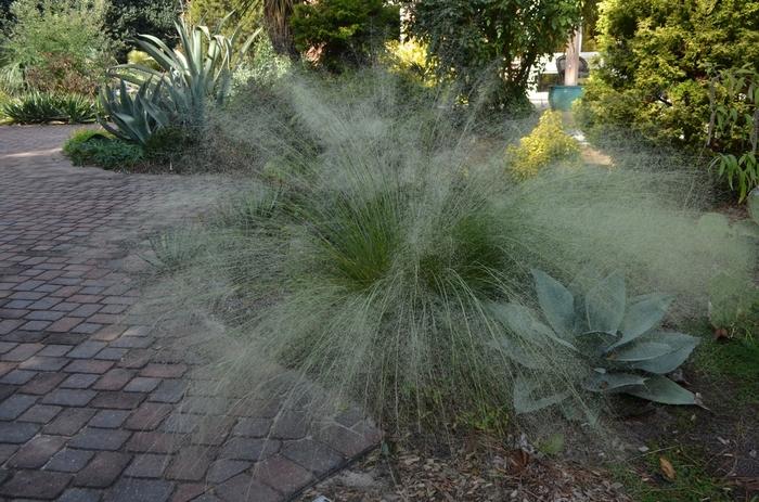 Muhlenbergia capillaris White Cloud