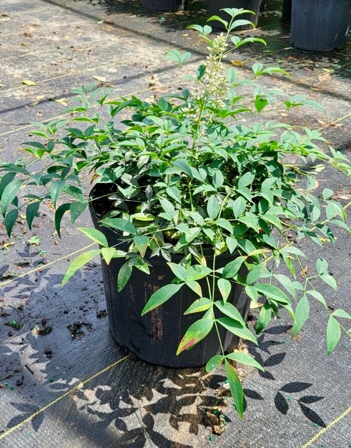 Nandina domestica 'Harbour Dwarf' - Nandina from Jericho Farms