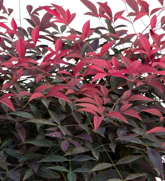 Nandina domestica Flirt™