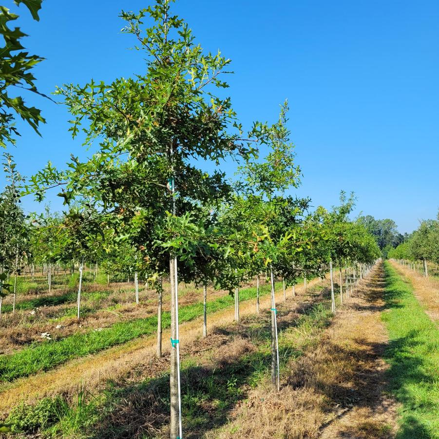 Quercus palustris - Pin Oak from Jericho Farms