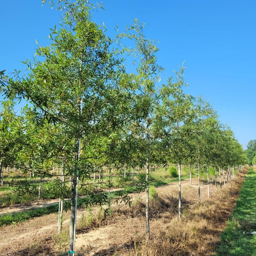 Quercus phellos - Willow Oak from Jericho Farms