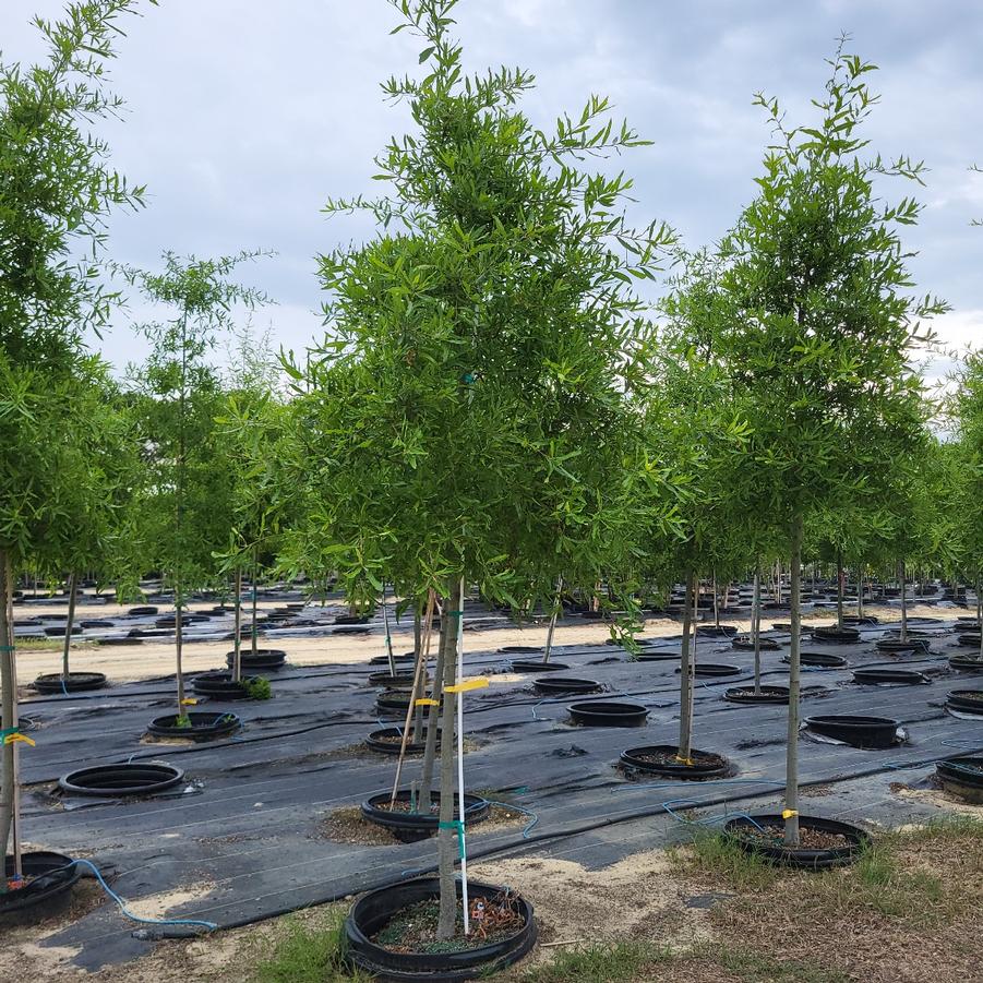 Quercus phellos - Willow Oak from Jericho Farms