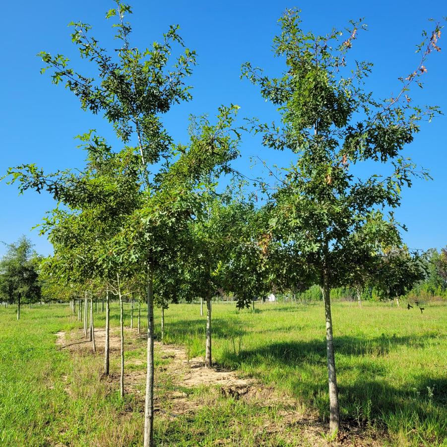 Quercus shumardii - Shumard Oak from Jericho Farms